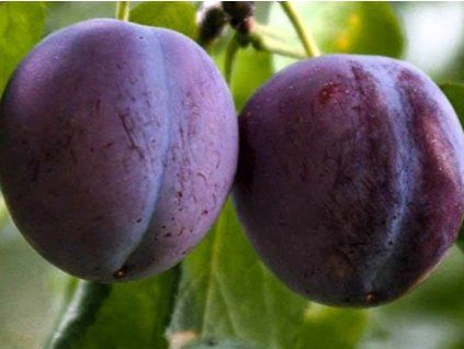 Ryngle 'Diana'  Prunus domestica subsp. italica 'Diana'
