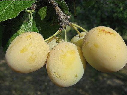 Ryngle 'Oulinská'  Prunus domestica subsp. italica 'Oulinská'