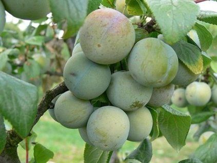 Ryngle 'Wazonova'  Prunus domestica subsp. italica 'Wazonova'