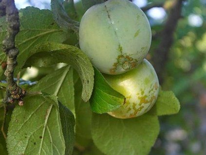Ryngle 'Zelená renkloda'  Prunus domestica subsp. italica 'Zelená renklóda'