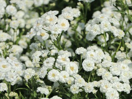 Řebříček bertrám 'Perle'- Achillea ptarmica 'Perle'  Achillea ptarmica 'Perle'