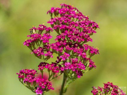 cerise