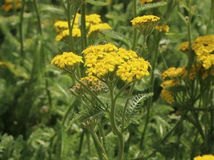 Řebříček plstnatý 'Aurea'- Achillea tomentosa 'Aurea'  Achillea tomentosa 'Aurea'