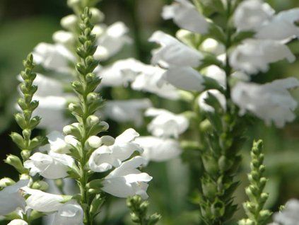 Řetězovka viržinská 'Alba'- Physostegia virginiana 'Alba'  Physostegia virginiana 'Alba'