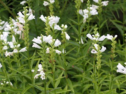 Řetězovka viržinská 'Summer Snow' - Physostegia virginiana 'Summer Snow'  Physostegia virginiana 'Summer Snow'