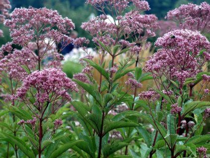 60324 1 sadec fistulosum atropurpureum eupatorium fistulosum atropurpureum
