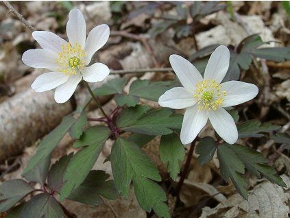 nemorosa