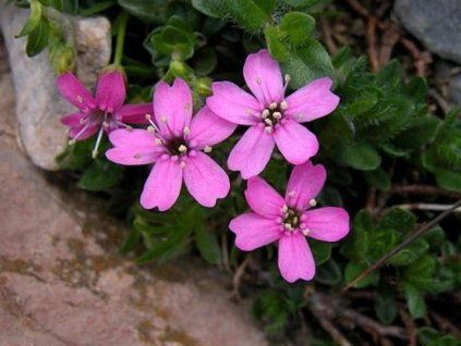 Silenka bezlody�n� - Silene acaulis (Balen� kontejner p11)