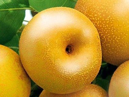 Sloupovitá asijská hrušeň 'Prosecco'  Pyrus pyrifolia 'Prosecco'