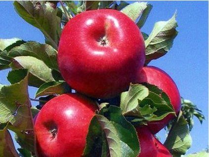 Jabloň sloupovitá 'Rosalie'  Malus domestica 'Rosalie'