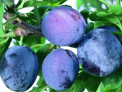 Švestka 'Imperial' - k sloupovitému zapěstování  Prunus domestica 'Imperial'