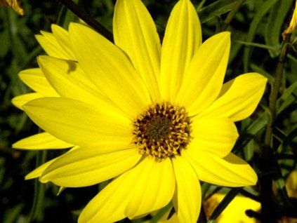 Slunečnice vrbolistá - Helianthus salicifolius  Helianthus salicifolius