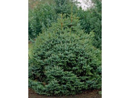 picea omorika nana