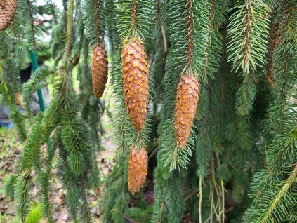 Picea abies 'Cranstonii' (4)