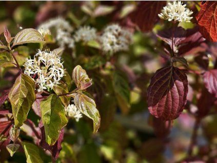 Svída krvavá 'Winter Beauty'  Cornus sanguiena 'Winter Beauty'