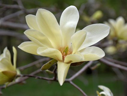Magnolie 'Gold Star'  Magnolia 'Gold Star'