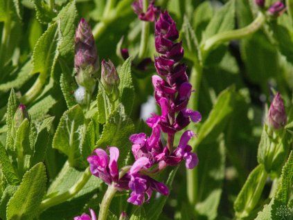 Salvia nemorosa 'Amethyst' (1)