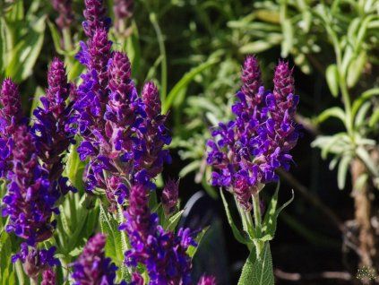 Salvia nemorosa 'New Dimension Blue' (1)