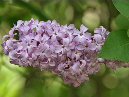 vulgaris