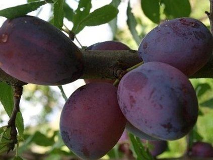 Švestka 'Amers'  Prunus domestica 'Amers'
