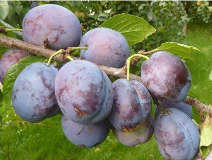 Švestka 'Bluefree'  Prunus domestica ´Bluefree´