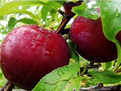 Švestka 'Broskvová'  Prunus domestica ´Broskvová´