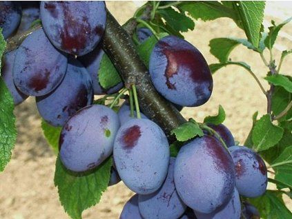 Švestka 'Čačanská rodná'  Prunus domestica 'Čačanská rodná'