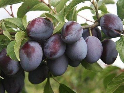 Švestka 'Dabrovická'  Prunus domestica ´Dabrovická´