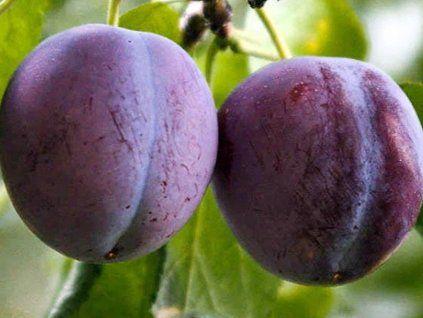 Švestka 'Diana'  Prunus domestica 'Diana'