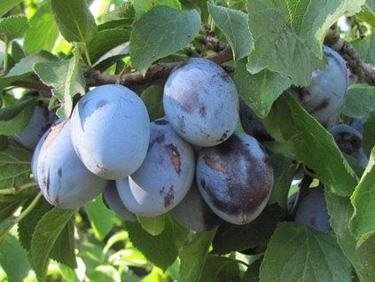 Švestka 'Domácí'  Prunus domestica 'Domácí'