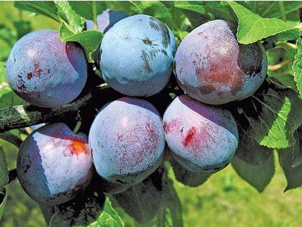 Švestka 'Durancie'  Prunus domestica 'Durancie'