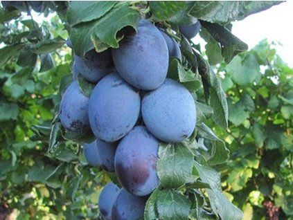 Švestka 'Gabrovská'  Prunus domestica 'Gabrovská'