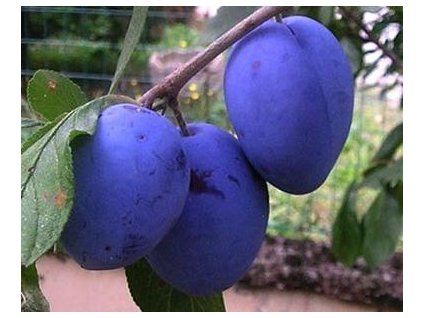Švestka 'Grose di Felicia'  Prunus domestica ´Grose di Felicia´