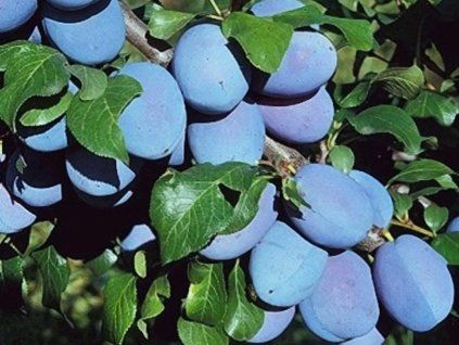 Švestka 'Haganta®'  Prunus domestica 'Haganta®'