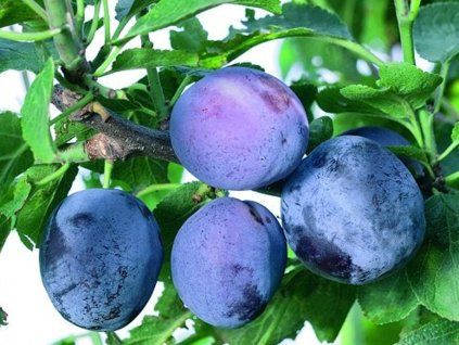 Švestka 'Herman'  Prunus domestica 'Herman'