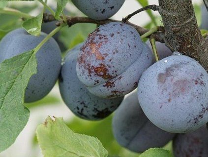 Švestka 'Katinka®'  Prunus domestica 'Katinka®'
