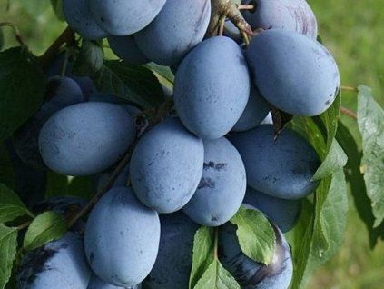 Švestka 'Presenta'  Prunus domestica 'Presenta'
