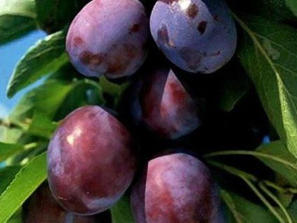 Švestka 'Silvia'  Prunus domestica 'Silvia'