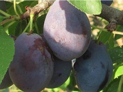Švestka 'Těchobuzická'  Prunus domestica ´Těchobuzická´