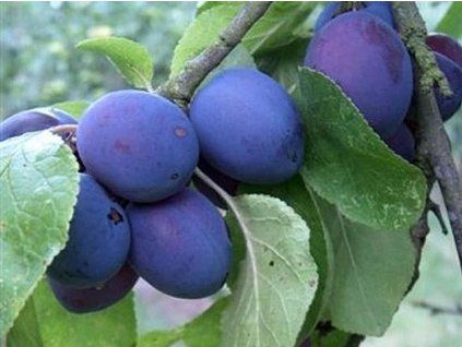 Švestka 'Tolar'  Prunus domestica ´Tolar´
