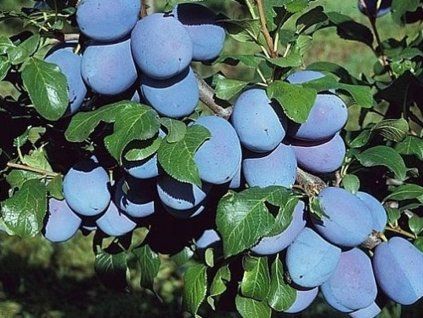 Švestka 'Topfirst®'  Prunus domestica 'Topfirst®'