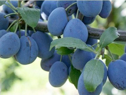 Švestka 'Topfive®'  Prunus domestica ´Topfive®´