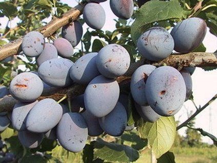 Švestka 'Topking®'  Prunus domestica 'Topking®'