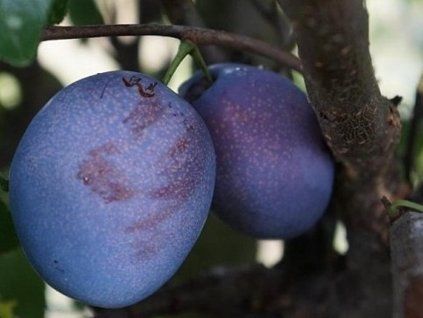Švestka 'Valor'  Prunus domestica ´Valor´