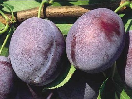 Švestka 'Vision'  Prunus domestica 'Vision'