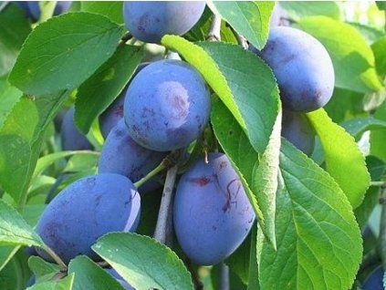 Švestka 'Wegierka Zwykla'  Prunus domestica ´Wegierka Zwykla´