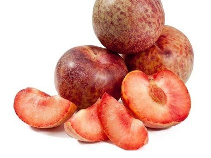 63048 63048 svestkomerunka dapple dandy baleni prostokorenny stromek podnoz myrobalan
