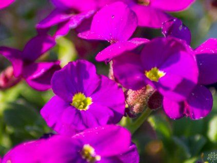 deep purple