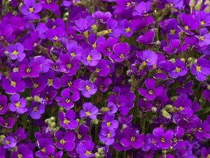 cascade purple