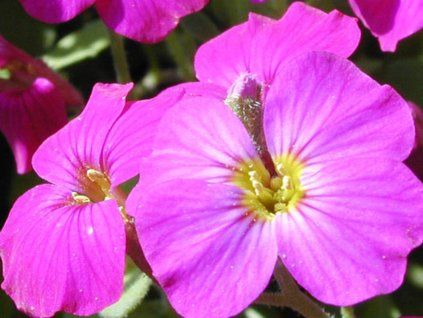 63219 1 taricka x cultorum regado red aubrieta x cultorum regado red
